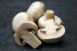 fungi